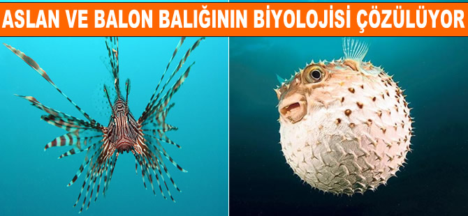 Zehirli balon ve aslan balıklarının biyolojisi çözülüyor