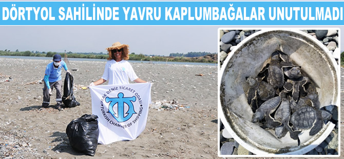 Dörtyol sahilinde yapılan alan temizliğinde yavru kaplumbağalar unutulmadı