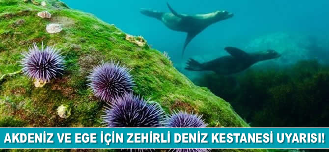 Akdeniz ve Ege için zehirli deniz kestanesi uyarısı!