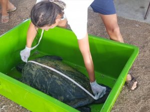 Yardım edilmek istenen kaplumbağa telef oldu!