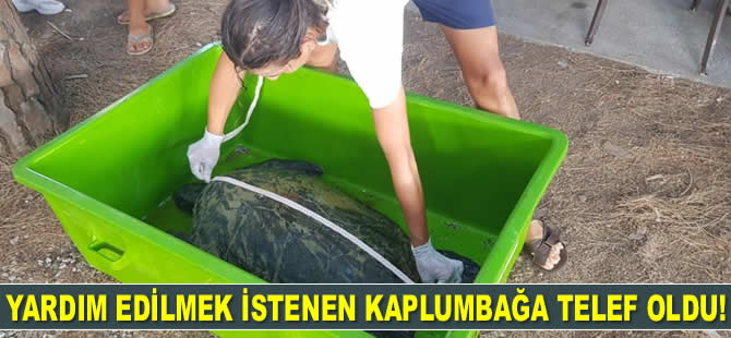 Yardım edilmek istenen kaplumbağa telef oldu!