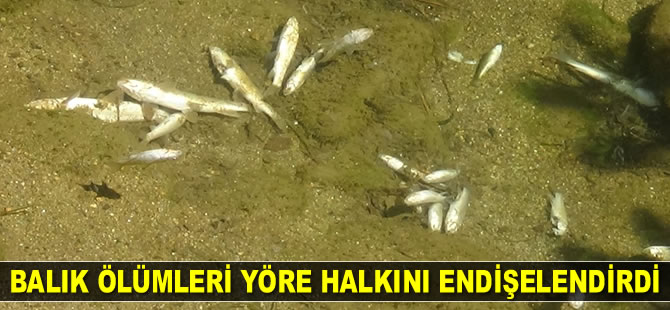 Kaz Dağları eteğindeki derede balık ölümleri endişelendirdi