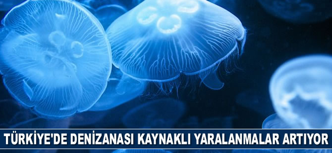 Türkiye'de denizanası kaynaklı yaralanmalar artıyor