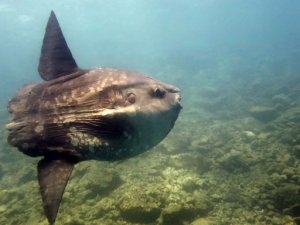 Saros Körfezi’nde 700 kiloluk 'Mola Mola' sürprizi