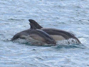 Dilek Yarımadası Milli Parkı'ndaki yunusların gözlemleri tamamlandı