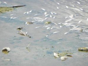 Lüleburgaz Deresi'ndeki balık ölümleri korkuttu