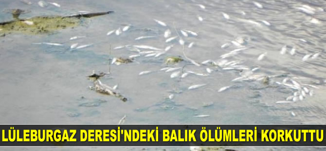 Lüleburgaz Deresi'ndeki balık ölümleri korkuttu