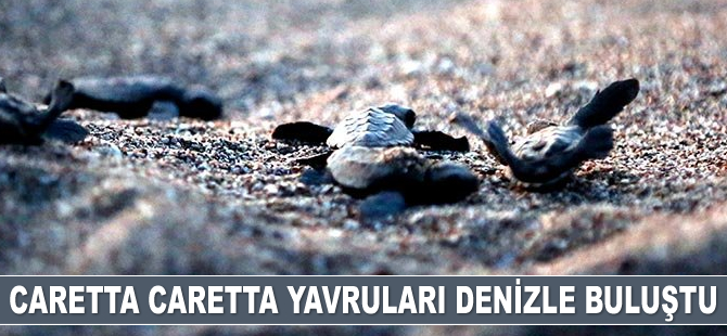 Caretta caretta yavruları denizle buluştu
