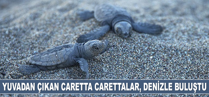 Yuvadan çıkan caretta carettalar, denizle buluştu