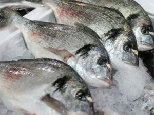 11 balık türü tescil edildi