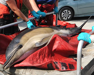 ABD'de sahile vuran onlarca yunus gönüllüler tarafından kurtarıldı