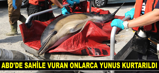 ABD'de sahile vuran onlarca yunus gönüllüler tarafından kurtarıldı