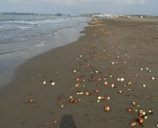 Adana’da yüzlerce soğan sahile vurdu