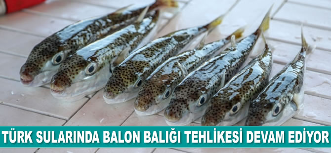 Türk sularında balon balığı tehlikesi devam ediyor