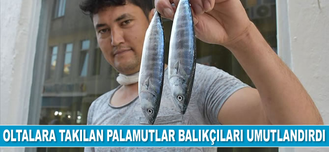 Oltalara takılan palamutlar balıkçıları umutlandırdı