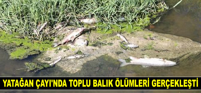 Muğla Yatağan Çayı'nda toplu balık ölümleri gerçekleşti