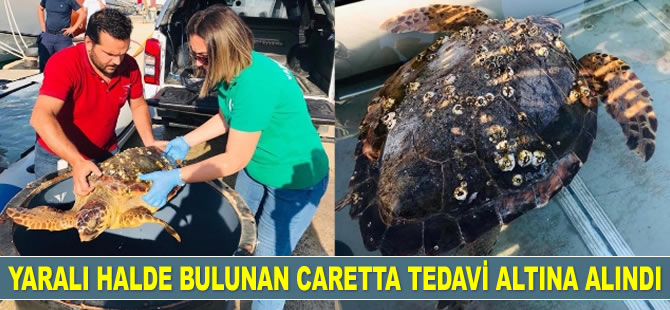 Denizde yaralı halde bulunan caretta caretta tedavi altına alındı