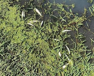 Simav Çayı'nda kimyasal atıklardan balıklar telef oldu