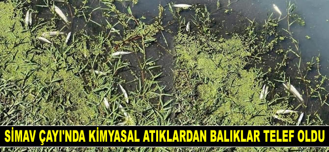 Simav Çayı'nda kimyasal atıklardan balıklar telef oldu