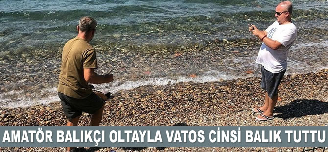 Amatör balıkçı oltayla vatos cinsi balık tuttu