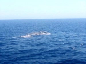 Finike Körfezi'nde ölü balina görüntülendi