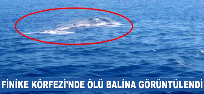 Finike Körfezi'nde ölü balina görüntülendi