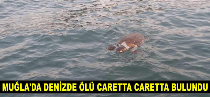 Muğla'da denizde ölü caretta caretta bulundu