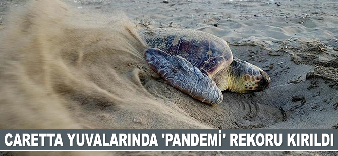 Caretta yuvalarında ‘pandemi’ rekoru kırıldı