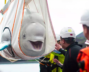Beyaz balinaların deniz hasreti sona erdi