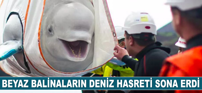 Beyaz balinaların deniz hasreti sona erdi
