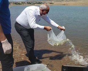 Kalecik Barajı'na 5 bin sazan balığı bırakıldı