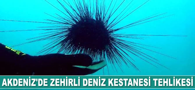 Akdeniz'de zehirli deniz kestanesi tehlikesi uyarısı yapıldı