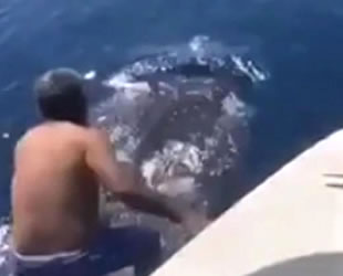 Zaki Al-Harbi isimli balıkçı, tekneden atlayıp köpek balığına bindi