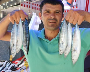 Sezonun ilk palamutları görücüye çıktı