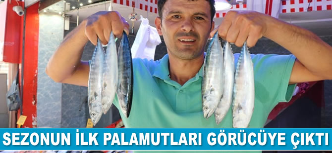 Sezonun ilk palamutları görücüye çıktı