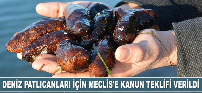 CHP Aydın Milletvekili Süleyman Bülbül, deniz patlıcanları için kanun teklifi verdi