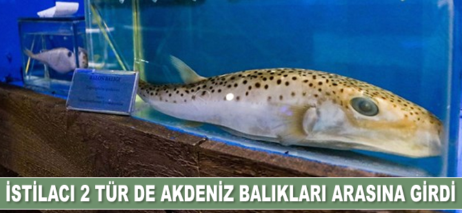 İstilacı 2 tür de Akdeniz balıkları arasına girdi