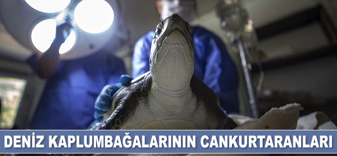 207 deniz kaplumbağası tedavi edilerek denizle buluşturuldu