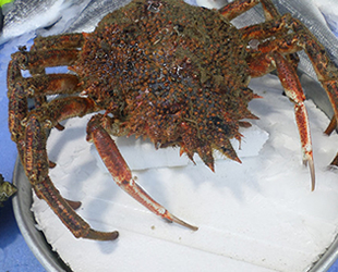 Deniz canlısı balıktan daha pahalı fiyata satıldı