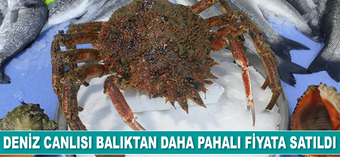 Deniz canlısı balıktan daha pahalı fiyata satıldı