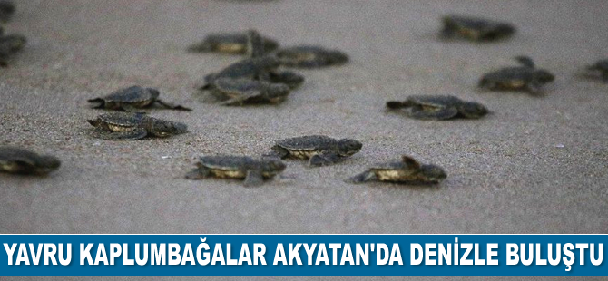 Yavru kaplumbağalar Akyatan Sahili’nde denizle buluştu
