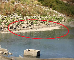 Hasköy Göleti’nde binlerce balık kıyıya vurdu