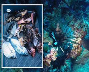 Aslan balıkları Bodrum’u istila etmeye başladı