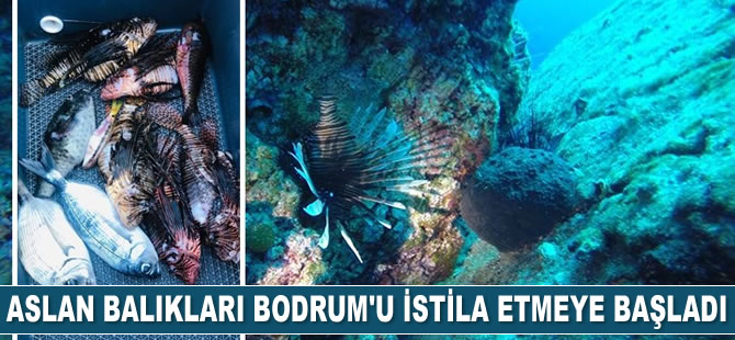 Aslan balıkları Bodrum’u istila etmeye başladı
