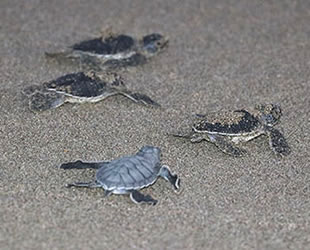 Adana'da yeşil deniz kaplumbağaları denizle buluştu