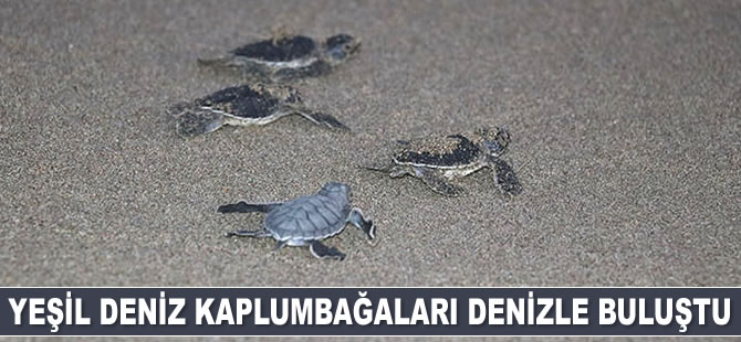 Adana'da yeşil deniz kaplumbağaları denizle buluştu