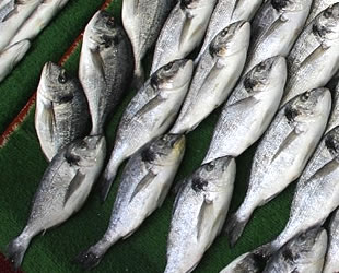 Balıkçılar, yeni sezonda satışların bol olmasını bekliyor