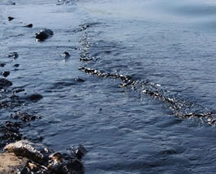 Petrol sızıntısı temizlenmezse mangrov ormanları yok olacak