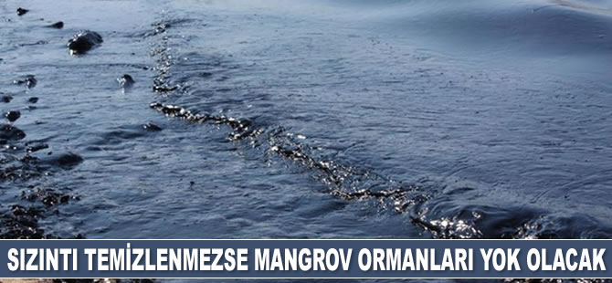 Petrol sızıntısı temizlenmezse mangrov ormanları yok olacak