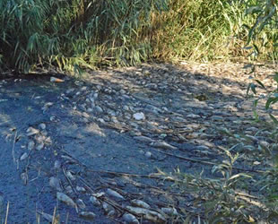 Adıyaman'da sulama kanalındaki toplu balık ölümlerine inceleme başlatıldı